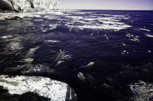 Kelpwald in Ultraviolet